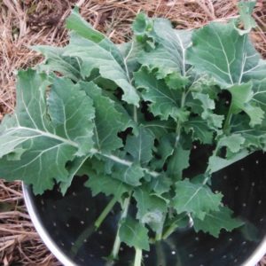 Beedy’s camden kale from Yonder Hill Farm