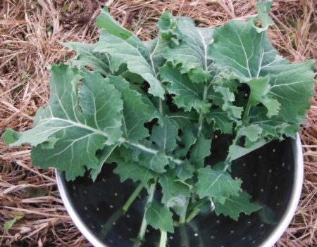 Beedy’s camden kale from Yonder Hill Farm