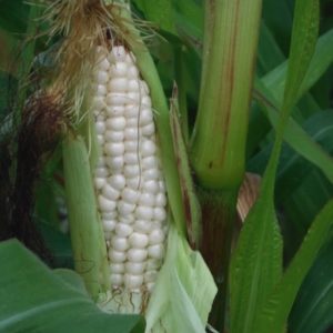 Luther hill dwarf sweet corn from Yonder Hill Farm