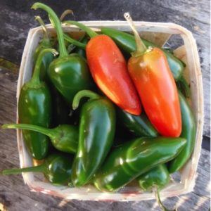 Early jalapeno pepper from Yonder Hill Farm