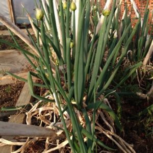 Evergreen hardy white scallion from Yonder Hill Farm