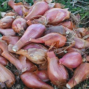 French shallot from Yonder Hill Farm