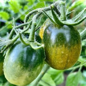 Black mauri (moor) tomato seeds from Fuschia Design Shop