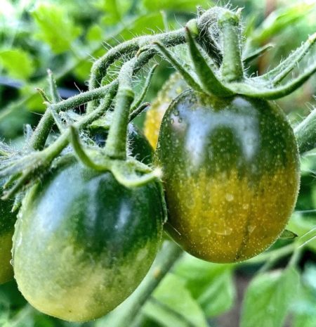 Black mauri (moor) tomato seeds from Fuschia Design Shop