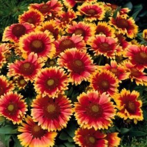 Gaillardia/Blanket Flower seeds from Fuschia Design Shop