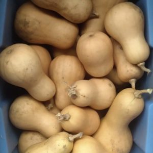 Burpee’s butterbush butternut squash from Yonder Hill Farms