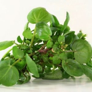 Garden Cress Seeds Natural Seeds Canada