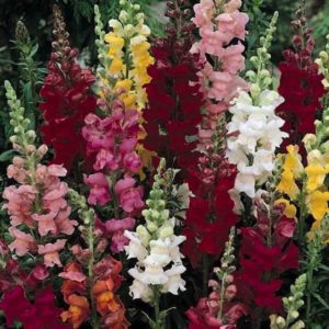 Snapdragon (tall) flower seeds from Fuschia Design Shop