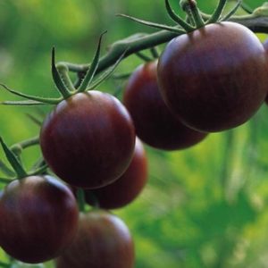 Black chocolate cherry tomato seeds from Fuschia Design Shop