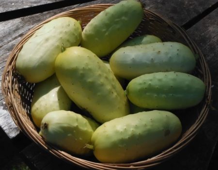 Boothby’s blonde cucumbers from yonder Hill Farm