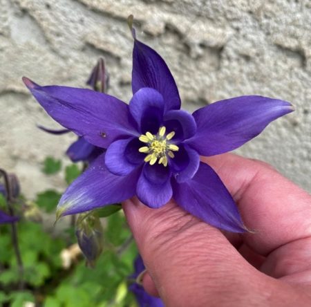 Columbine flower seeds from Fuschia Design Shop