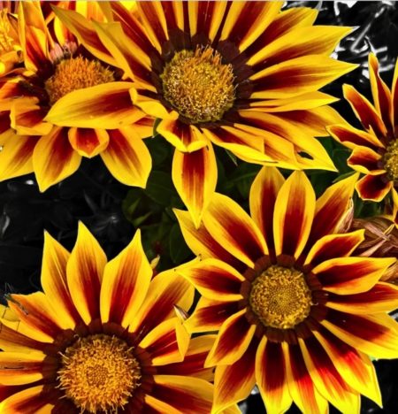 Gazania/Treasure flower seeds from Fuschia Design Shop