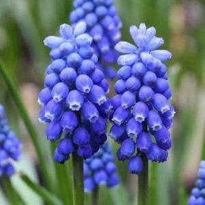 Grape hyacinth muscari from Fuschia Design Shop