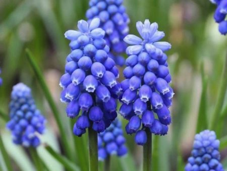 Grape hyacinth muscari from Fuschia Design Shop