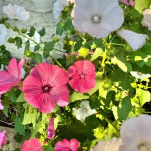 Lavatera flower seeds from Fuschia Design Shop