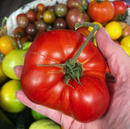 Purdens purple tomato seeds from Fuschia Design Shop