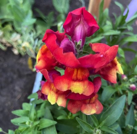 Snapdragons flower seeds from Fuschia Design Shop