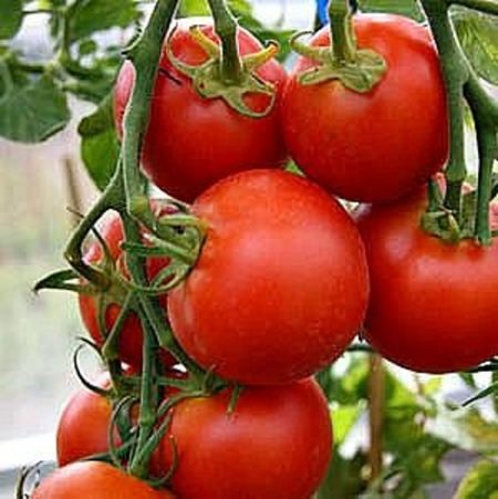 42 Day Heirloom Tomato Seeds - The Earliest to Ripen! - Over 40 Fresh Seeds Per Packet - Buy “ANY” 4 or more items and save 20% off your entire order! Just enter promo code Save20 at checkout