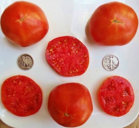 Abe Lincoln Heirloom Tomato Seeds from MrTomatohead