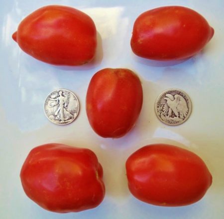 Amish Paste Heirloom Tomato Seeds - Over 40 Fresh Seeds Per Packet - Buy ANY 4 or more items and save 20% off your entire order! Just enter promo code Save20 at checkout