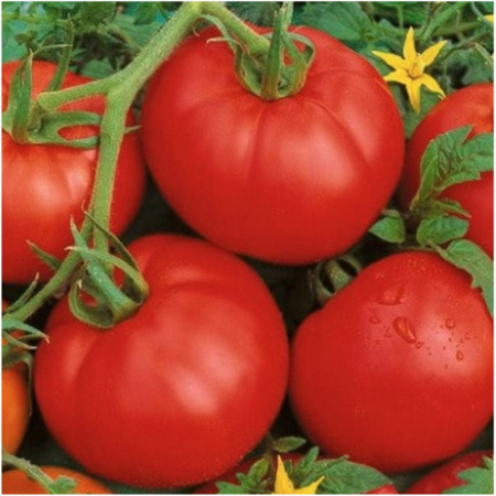 Ace 55 Heirloom Tomato Seeds - Very Low Acid! Over 40 Fresh Seed Per Packet - Buy “ANY” 4 or more items and save 20% off your entire order! Just enter promo code Save20 at checkout