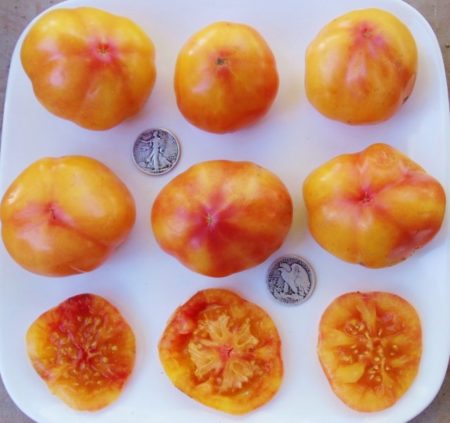 Big Rainbow Heirloom Tomato Seeds - Beautiful and Delicious Beefsteak - Over 40 Fresh Seeds Per Packet - Buy “ANY” 4 or more items and save 20% off your entire order! Just enter promo code Save20 at checkout