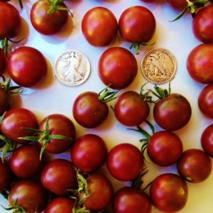 Black Cherry Heirloom Tomato Seeds from MrTomatoseeds