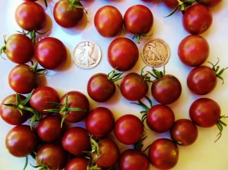 Black Cherry Heirloom Tomato Seeds from MrTomatoseeds