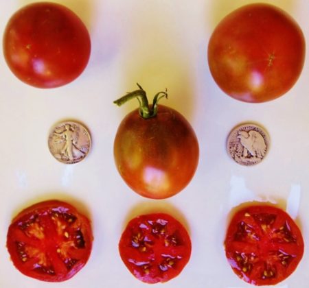 Black Prince Heirloom Tomato Seeds - Mid Season Slicer - Over 40 Fresh Seeds Per Packet -Buy “ANY” 4 or more items and save 20% off your entire order! Just enter promo code Save20 at checkout