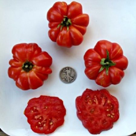 Costoluto Genovese Heirloom Tomato Seeds - Great for Cooking, Stuffing, and Sauces - Over 40 Fresh Seeds Per Packet - Buy “ANY” 4 or more items and save 20% off your entire order! Just enter promo code Save20 at checkout