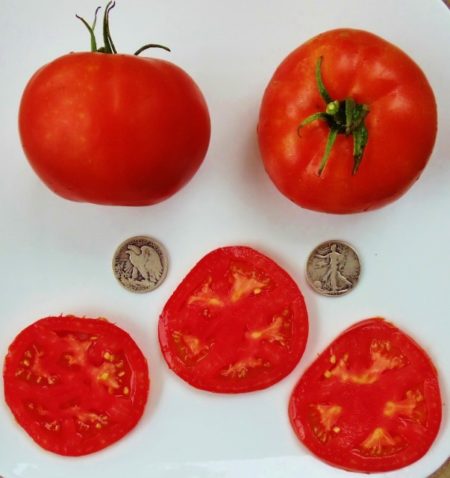 Beefsteak Tomato Seeds from MrTomatohead