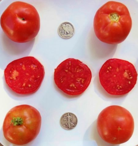 First Pick Heirloom Tomato Seeds - Very Early - Over 40 Fresh Seeds Per Packet -Buy “ANY” 4 or more items and save 20% off your entire order! Just enter promo code Save20 at checkout