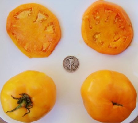 Golden Jubilee Heirloom Tomato Seeds - Over 40 Fresh Seeds Per Packet -Buy “ANY” 4 or more items and save 20% off your entire order! Just enter promo code Save20 at checkout