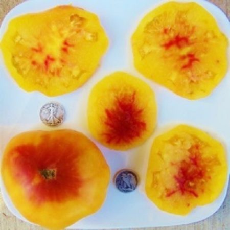 Gold Medal Heirloom Tomato Seeds - Beautiful Bi-Colored - Over 40 Fresh Seeds Per Packet - Buy “ANY” 4 or more items and save 20% off your entire order! Just enter promo code Save20 at checkout