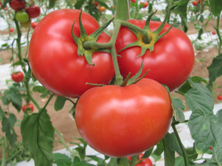 German Johnson Heirloom Tomato Seeds - Over 40 Fresh Seeds Per Packet - Buy “ANY” 4 or more items and save 20% off your entire order! Just enter promo code Save20 at checkout