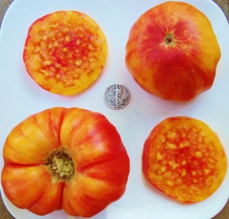 Hillbilly Heirloom Tomato Seeds - Over 40 Fresh Seeds Per Packet - Buy “ANY” 4 or more items and save 20% off your entire order! Just enter promo code Save20 at checkout