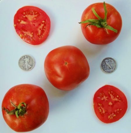 Marglobe Supreme Heirloom Tomato Seeds - Mid Season Slicer - Over 40 Fresh Seeds Per Packet - Buy “ANY” 4 or more items and save 20% off your entire order! Just enter promo code Save20 at checkout