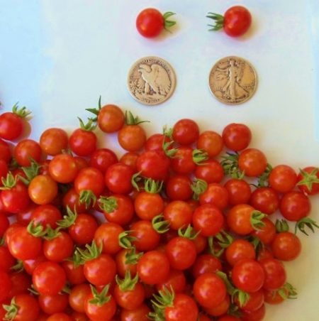 Matt's Wild Cherry Heirloom Tomato Seeds