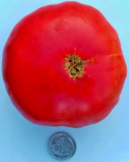 Mortgage Lifter (Halladay's) Heirloom Tomato Seeds - Huge Beefsteak - Over 40 Fresh Seeds Per Packet - Buy “ANY” 4 or more items and save 20% off your entire order! Just enter promo code Save20 at checkout