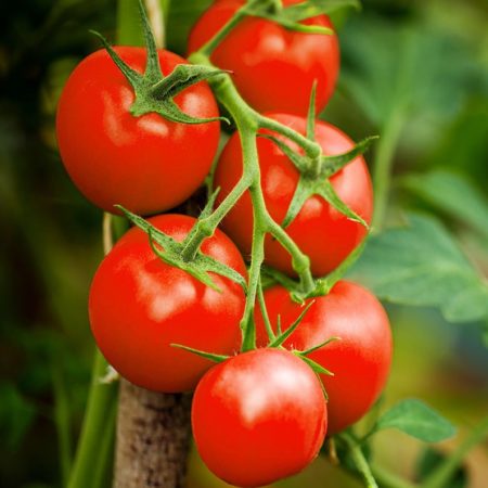 Moneymaker Heirloom Tomato Seeds - Mid Season Slicer - Over 40 Fresh Seeds Per Packet - Buy “ANY” 4 or more items and save 20% off your entire order! Just enter promo code Save20 at checkout