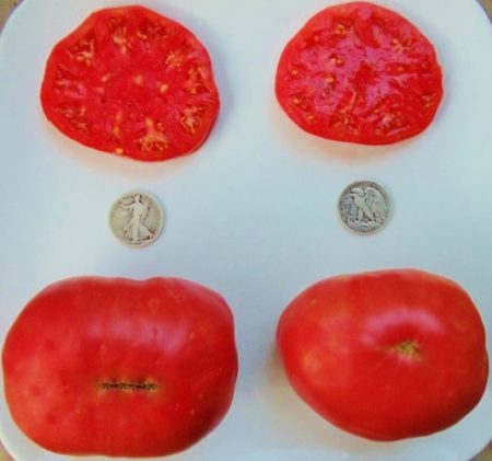 Ponderosa Pink Heirloom Tomato Seeds - Beefsteak - Over 40 Fresh Seeds Per Packet - Buy “ANY” 4 or more items and save 20% off your entire order! Just enter promo code Save20 at checkout