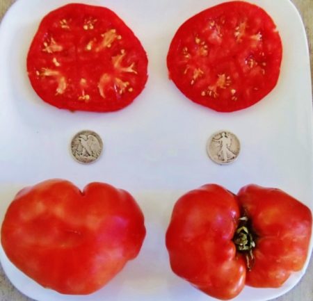 Ponderosa Red Heirloom Tomato Seeds - Beefsteak - Over 40 Fresh Seeds Per Packet - Buy “ANY” 4 or more items and save 20% off your entire order! Just enter promo code Save20 at checkout