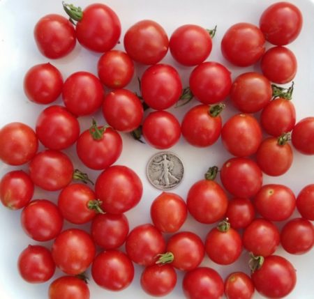 Riesentraube Heirloom Tomato Seeds - German Cherry - Over 40 Fresh Seeds Per Packet - Buy “ANY” 4 or more items and save 20% off your entire order! Just enter promo code Save20 at checkout