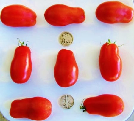 San Marzano Heirloom Tomato Seeds - Premier Paste Variety - Over 40 Fresh Seeds Per Packet - Buy “ANY” 4 or more items and save 20% off your entire order! Just enter promo code Save20 at checkout