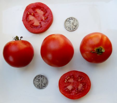 Sioux Heirloom Tomato Seeds - Over 40 Fresh Seeds Per Packet - Buy “ANY” 4 or more items and save 20% off your entire order! Just enter promo code Save20 at checkout