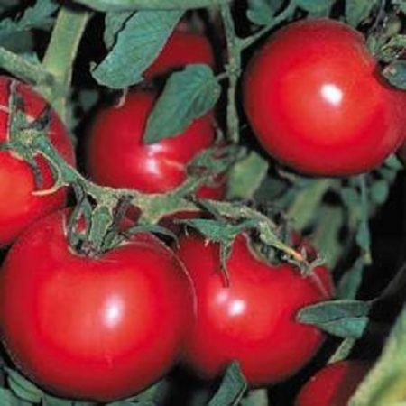 Thessaloniki Heirloom Tomato Seeds - Mid Season Slicer - Over 40 Fresh Seeds Per Packet - Buy “ANY” 4 or more items and save 20% off your entire order! Just enter promo code Save20 at checkout