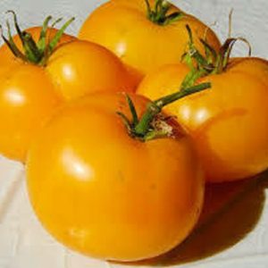 Brandwine Orange Heirloom Tomato Seeds from MrTomatohead