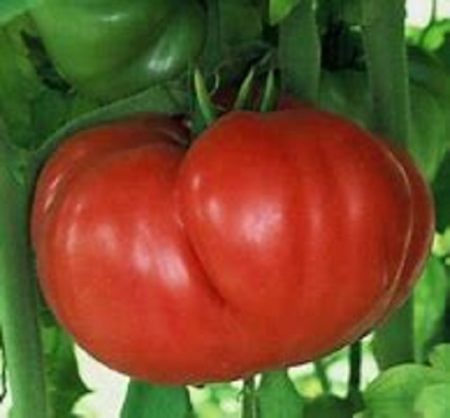 Crnkovic Yugoslavian Heirloom Tomato Seeds - Beefsteak - Over 40 Fresh Seeds Per Packet - Buy “ANY” 4 or more items and save 20% off your entire order! Just enter promo code Save20 at checkout