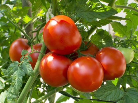 Homestead Heirloom Tomato Seeds - Very Heat Tolerant - Over 40 Fresh Seeds Per Packet - Buy “ANY” 4 or more items and save 20% off your entire order! Just enter promo code Save20 at checkout