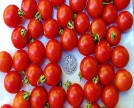 Tommy Toe Heirloom Tomato Seeds from MrTomatohead